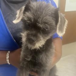 Shelter Stray Female Dog last seen , 21800 Central Ave, Matteson, IL 60443, USA