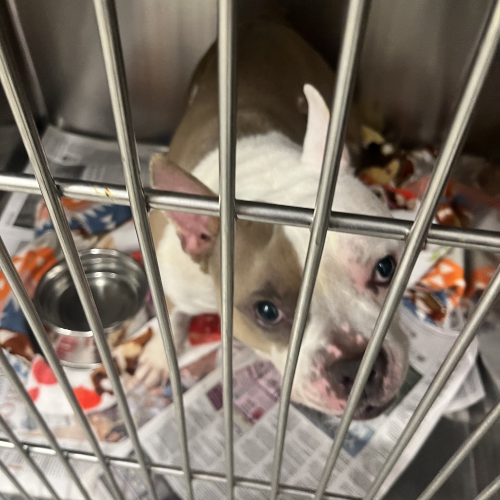 Shelter Stray Female Dog last seen , 21800 Central Ave, Matteson, IL 60443, USA