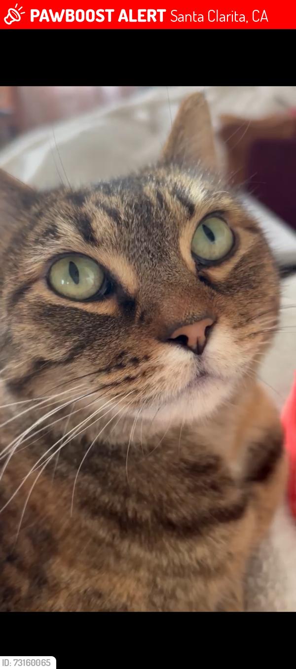 Lost Female Cat last seen Whispering Leaves/Avenue of the Oaks, Santa Clarita, CA 91321