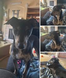 Reunited Male Dog last seen Union Ridge Road, Placerville, CA 95667