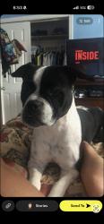Lost Female Dog last seen S 19th st and south orange, Newark, NJ 07103