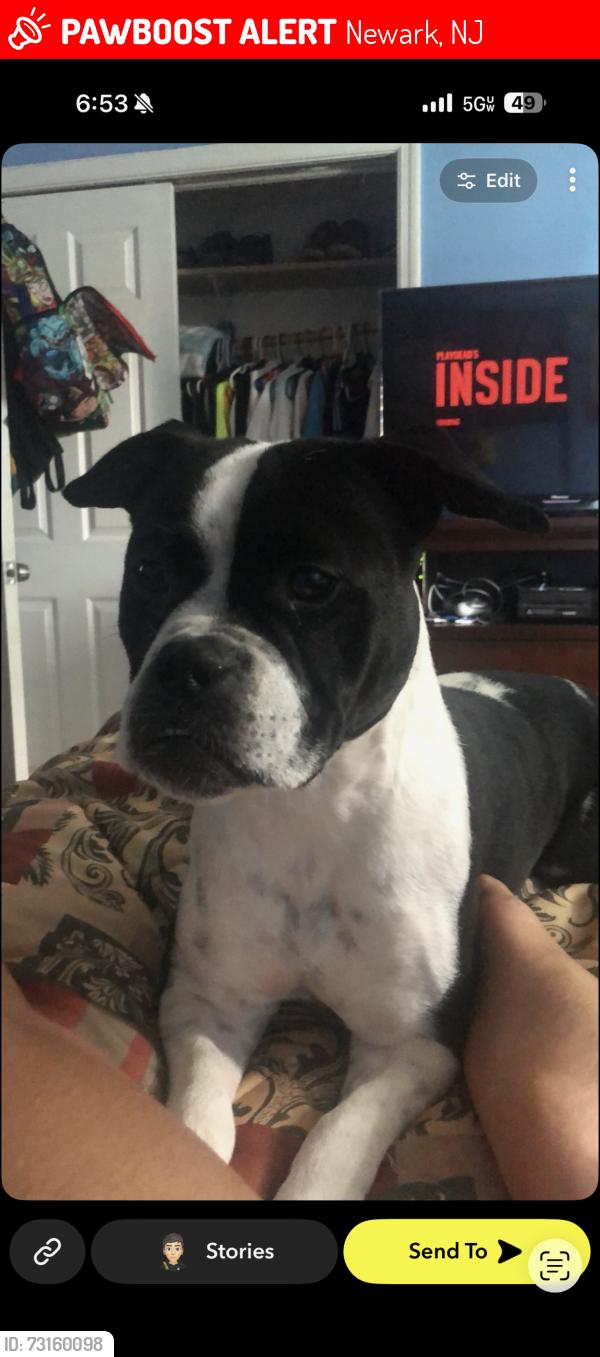 Lost Female Dog last seen S 19th st and south orange, Newark, NJ 07103