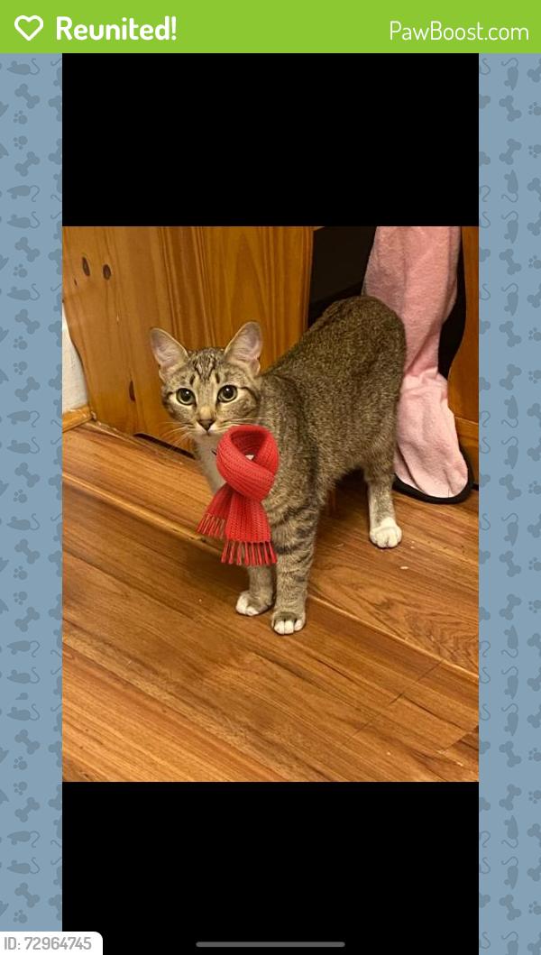 Reunited Unknown Cat last seen E14th Ave and N 4th Ave, Columbus, OH 43201