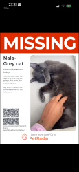 Lost Female Cat last seen Home, Essex, England EN9 3FH