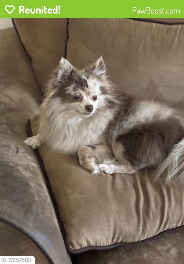 Reunited Female Dog last seen Near hour fitness, Kent, WA 98031