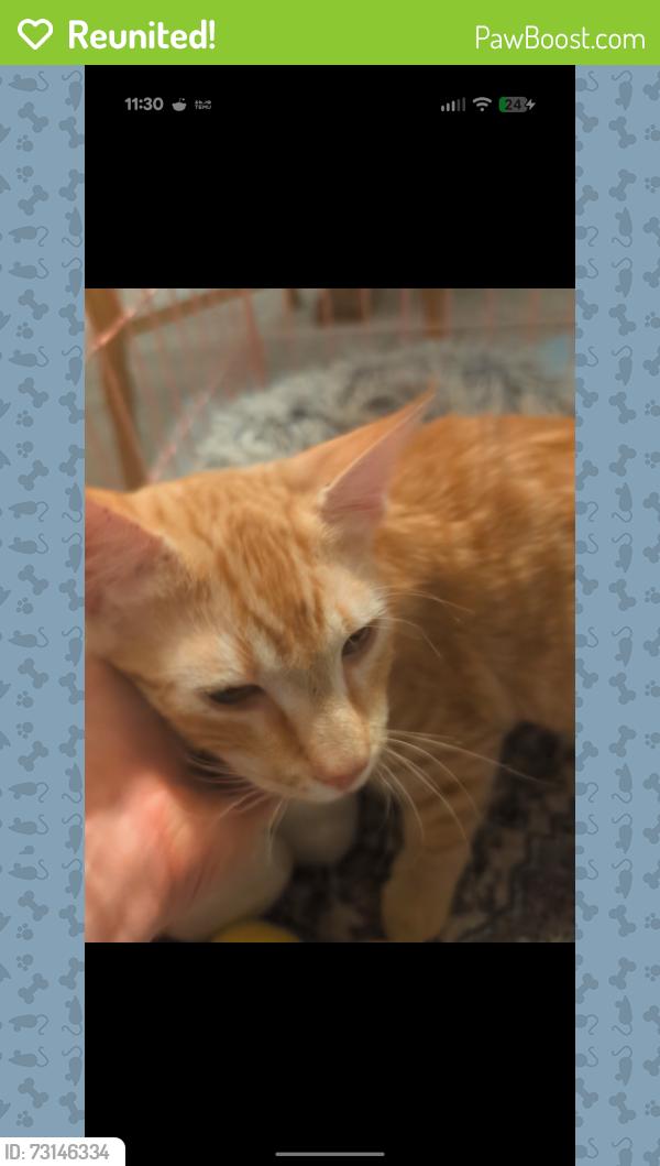 Reunited Male Cat last seen Westside, Rio Rancho, NM 87124