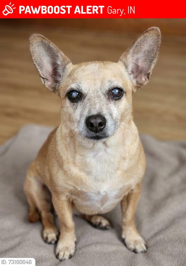 Lost Female Dog last seen West Ridge Rd and Burr St, Gary, IN 46408