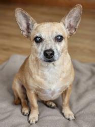 Lost Female Dog last seen West Ridge Rd and Burr St, Gary, IN 46408