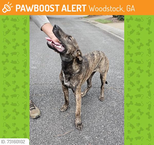 Found/Stray Unknown Dog last seen Hames & Hyw 92, Woodstock, GA 30066