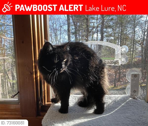 Lost Female Cat last seen Seton Rd / Memorial Hwy, Lake Lure, NC 28746