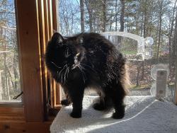 Lost Female Cat last seen Seton Rd / Memorial Hwy, Lake Lure, NC 28746