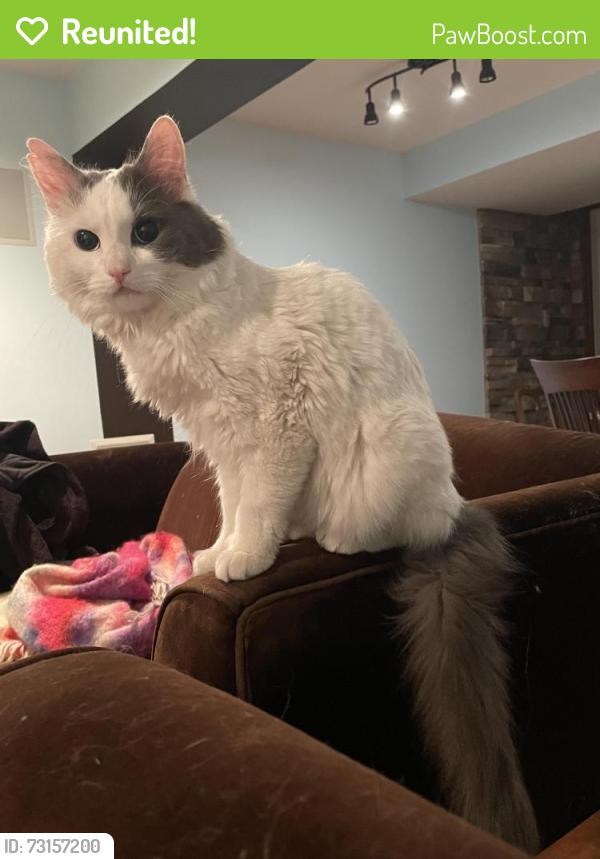 Reunited Male Cat last seen Magnolia Ave and Lavina, Hamilton, ON L9C 7V9
