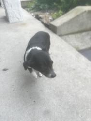 Lost Male Dog last seen Charlotte and Dr DB Todd jr blvd, Nashville, TN 37203
