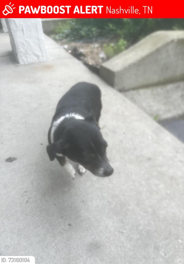 Lost Male Dog last seen Charlotte and Dr DB Todd jr blvd, Nashville, TN 37203