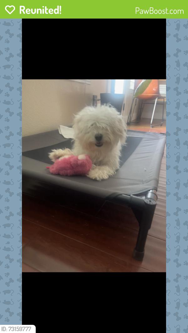 Reunited Male Dog last seen Falcons Lair, Mesquite, TX 75181, USA, Mesquite, TX 75181