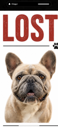Lost Male Dog last seen Tulare and first, Fresno, CA 93702