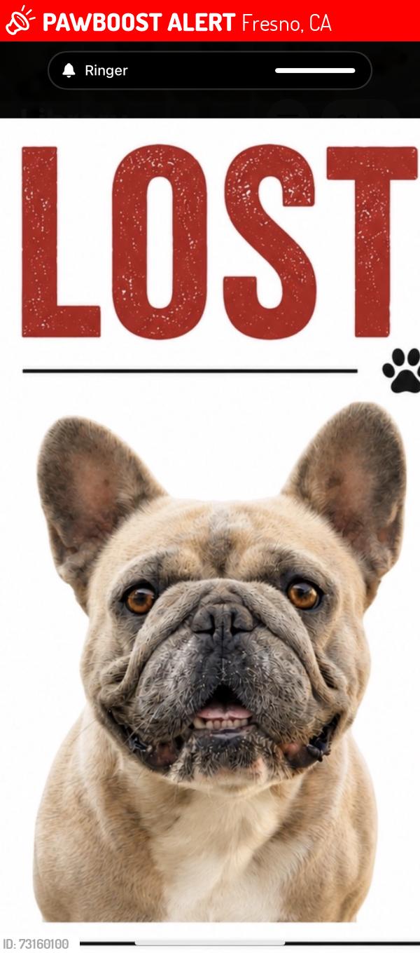 Lost Male Dog last seen Tulare and first, Fresno, CA 93702