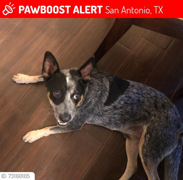 Lost Male Dog last seen Purple Sage and Shady Hollow, San Antonio, TX 78255