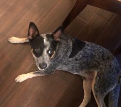 Lost Male Dog last seen Purple Sage and Shady Hollow, San Antonio, TX 78255