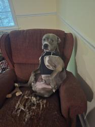 Reunited Male Dog last seen Near Cinnamon Way, flt Rock, NC 28731, USA, Flat Rock, NC 28731