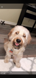 Reunited Male Dog last seen Cart Gate and Tunbury, Houston, TX 77095
