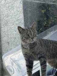 Found/Stray Male Cat last seen Arium Greenview apmts, Orlando, FL 32836