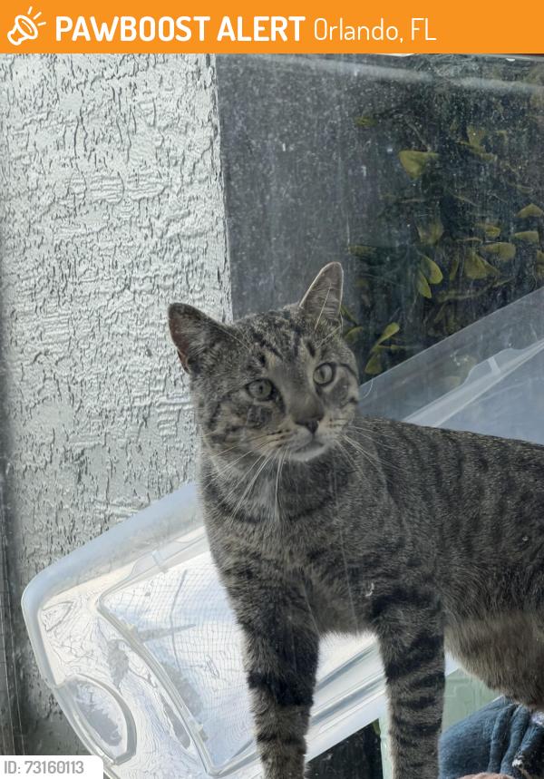 Found/Stray Male Cat last seen Arium Greenview apmts, Orlando, FL 32836