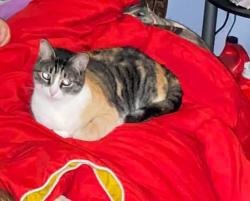 Reunited Female Cat last seen W Orlando St, Broken Arrow, OK 74011