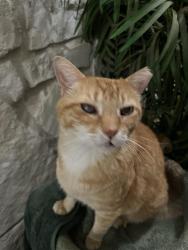 Lost Male Cat last seen Wilderness Oak and Navasota, San Antonio, TX 78258