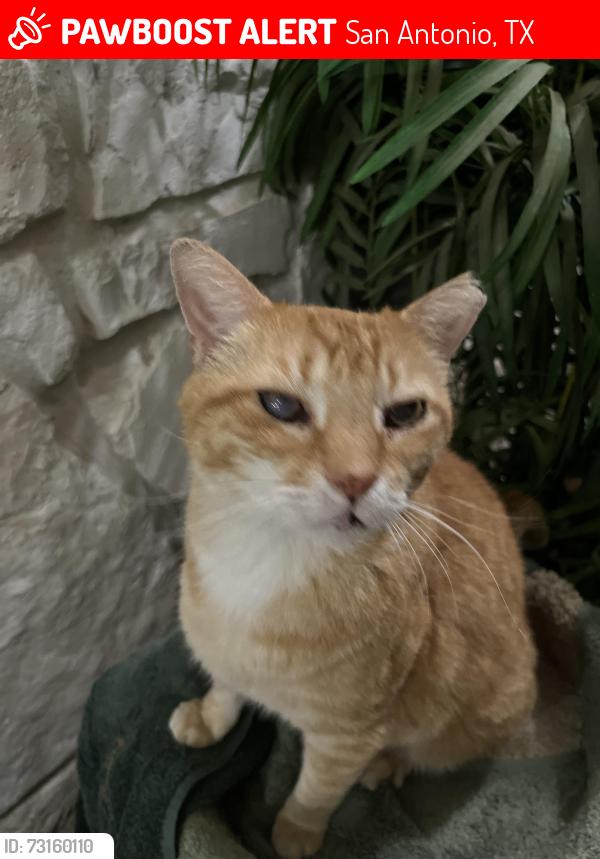 Lost Male Cat last seen Wilderness Oak and Navasota, San Antonio, TX 78258