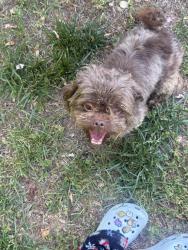 Lost Male Dog last seen Steele creek fire department, Charlotte, NC 28278