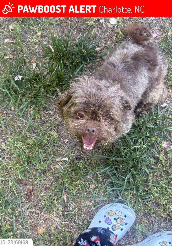 Lost Male Dog last seen Steele creek fire department, Charlotte, NC 28278