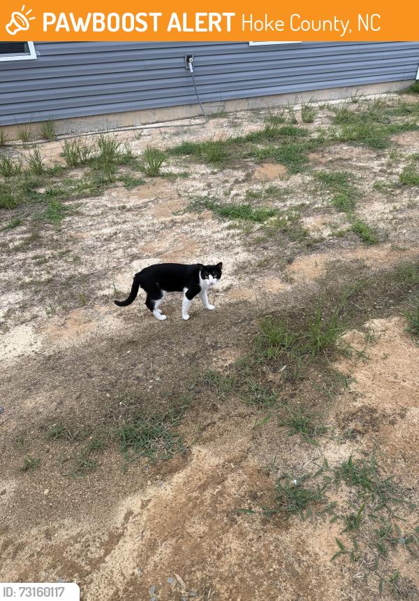 Found/Stray Unknown Cat last seen Kirwin village raeford nc, Hoke County, NC 28376