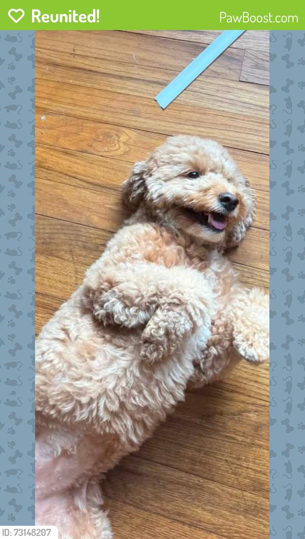Reunited Female Dog last seen Mullins St, Lewisville, TX 75057
