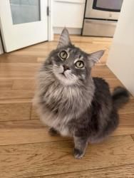 Reunited Male Cat last seen Near 20 ave nw, Calgary, AB T3B 0V2