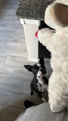 Reunited Female Dog last seen Kestrel Dr NE, Rio Rancho, NM 87144, USA, Rio Rancho, NM 87144