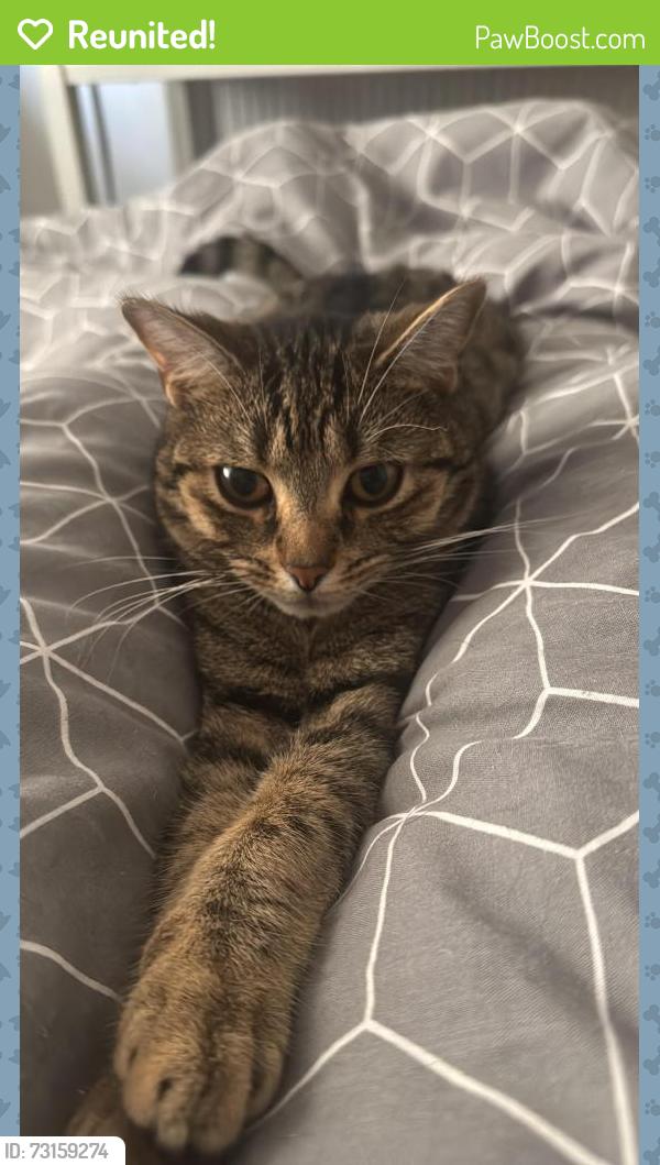 Reunited Female Cat last seen Morton Street, Middleport, last at home, Stoke-on-Trent, England 