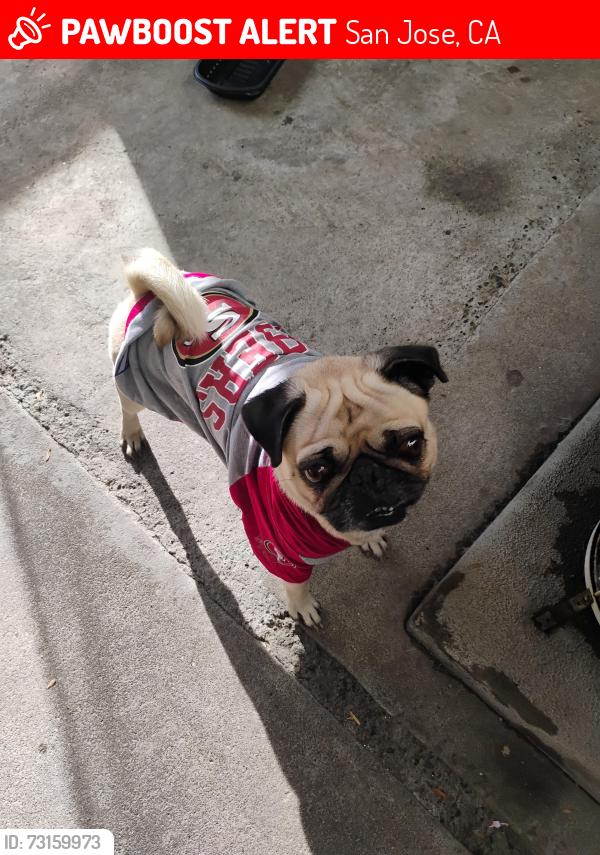 Lost Male Dog last seen Chenowyth ave, San Jose, CA 95136