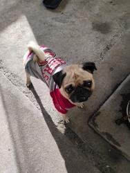 Lost Male Dog last seen Chenowyth ave, San Jose, CA 95136