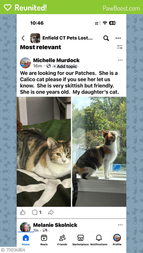 Reunited Female Cat last seen First Ave, Enfield, CT 06082