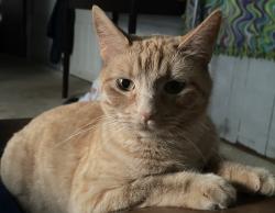 Lost Female Cat last seen Nw 60th ter. and N Madison Ave., Kansas City, MO 64118
