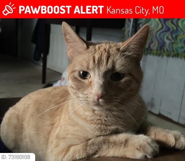 Lost Female Cat last seen Nw 60th ter. and N Madison Ave., Kansas City, MO 64118
