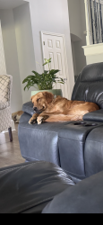 Lost Male Dog last seen Shawnee mission park, Shawnee, KS 66217