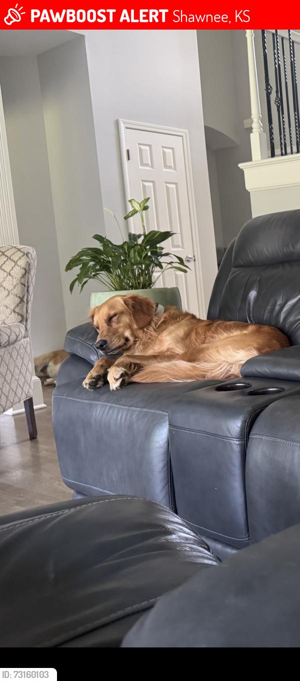 Lost Male Dog last seen Shawnee mission park, Shawnee, KS 66217