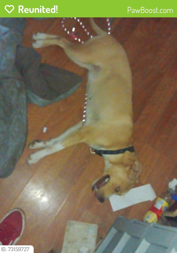 Reunited Female Dog last seen Minnesota, St. Louis, MO 63118