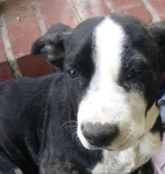 Lost Female Dog last seen Washington and Norwalk blvd, Whittier, CA 90606