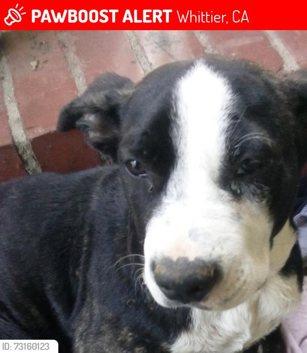 Lost Female Dog last seen Washington and Norwalk blvd, Whittier, CA 90606