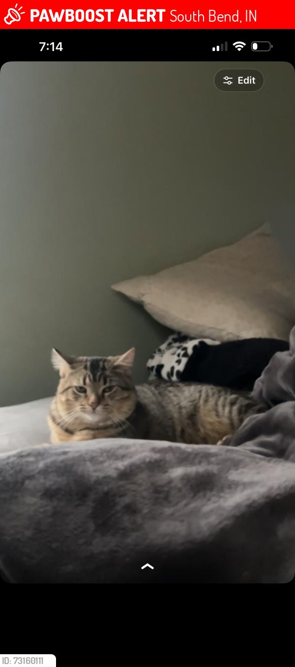 Lost Male Cat last seen Near s 23rd st south bend, South Bend, IN 46615
