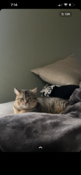 Lost Male Cat last seen Near s 23rd st south bend, South Bend, IN 46615