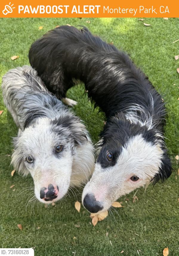 Found/Stray Unknown Dog last seen Pepper st, Monterey Park, CA 91755